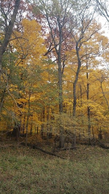 Schiller Woods South